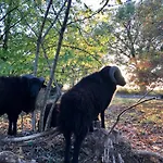 Bed & Breakfast Domaine Bourgade 3*