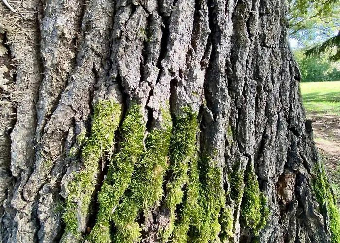 Domaine Bourgade Bed and Breakfast Betbezer